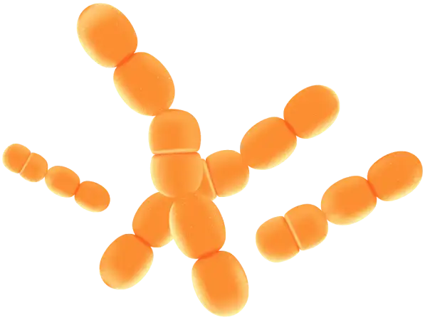 Synaptigen Ingredient Lactobacillus Paracasei