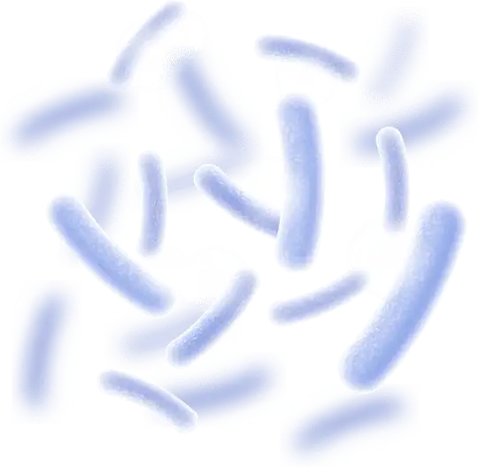 Synaptigen Ingredient Lactobacillus Reuteri