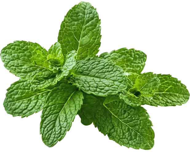Synaptigen Ingredient Peppermint Extract